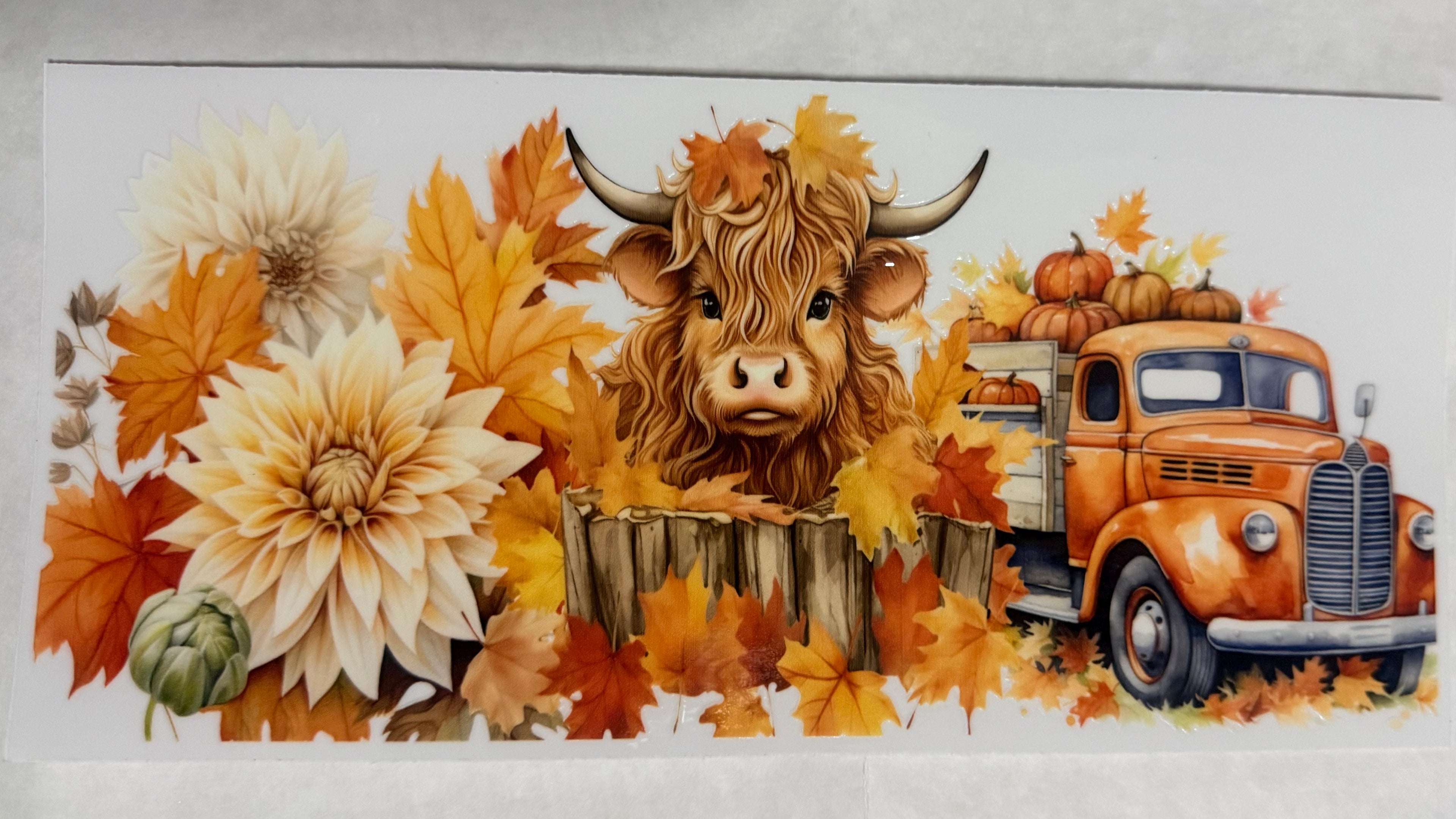 Highland Cow Fall